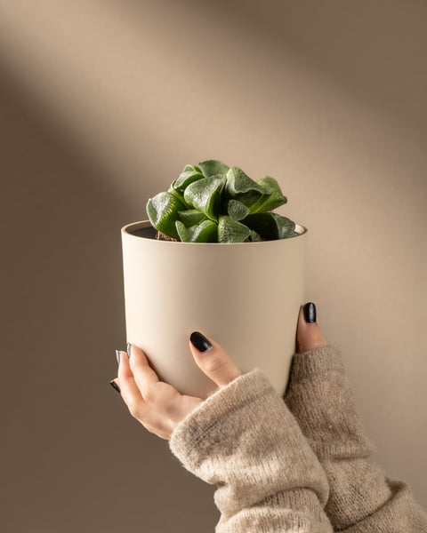 Gemütliche, mit Ärmeln bedeckte Hände halten eine Haworthia retusa in limitierter Auflage in einem beigen Topf, der sich vor einem weichen, neutralen Hintergrund mit natürlichem Licht abhebt und jedem Raum die Eleganz der Natur verleiht.