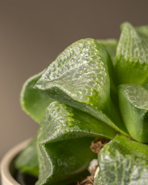 Nahaufnahme einer Haworthia retusa in limitierter Auflage mit dicken, dreieckigen grünen Blättern mit strukturierter Oberfläche. Die durchscheinenden Spitzen verleihen ihr ein geometrisches Aussehen. Die Pflanze steht in einem hellen Topf vor einem neutralen Hintergrund.