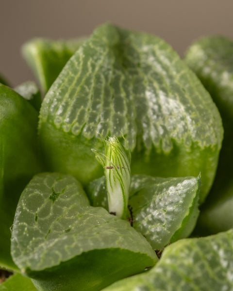 Nahaufnahme einer grünen Haworthia retusa-Pflanze mit strukturierten, fleischigen Blättern und weißer Panaschierung. Die leicht transparenten Blätter in der Mitte zeigen neues Wachstum, wodurch diese Fenstersukkulente in limitierter Auflage vor dem sanft verschwommenen Hintergrund auffällt.