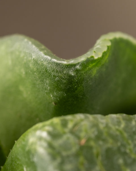 Nahaufnahme eines leuchtend grünen Haworthia retusa-Blattes mit gewellten Rändern, das komplexe Texturen und feine Details zeigt. Ein sanft verschwommener Hintergrund hebt die auffällige Farbe und einzigartige Struktur hervor und macht es zu einem faszinierenden Stück in limitierter Auflage.