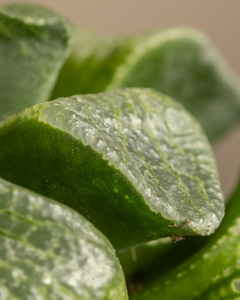 Eine Nahaufnahme der Haworthia retusa in limitierter Auflage, die ihre grünen, saftigen Blätter mit einer strukturierten, glänzenden Oberfläche und überlappenden Details vor einem weichen, neutralen Hintergrund zeigt.