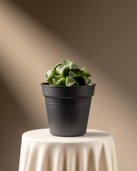 Eine Haworthia retusa in limitierter Auflage in einem schwarzen Topf steht auf einem runden, cremefarbenen Tisch. Weiches Licht hebt diese kleine grüne Sukkulente vor einem warmen, neutralen Hintergrund hervor.