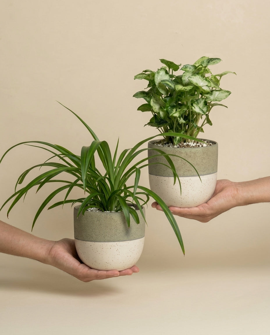Zwei Hände halten je einen Keramiktopf mit Pflanzen des 