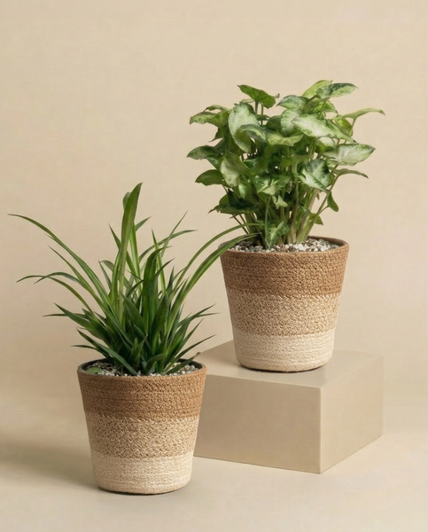 Das Hellgrünes Duo aus der Schweiz - Syngonium Pixie und Grünlilie in beige-braunen geflochtenen Körben - steht nebeneinander auf einem neutralen Hintergrund, wobei ein Topf auf einem rechteckigen Ständer steht, um ein ausgewogenes Bild zu schaffen.