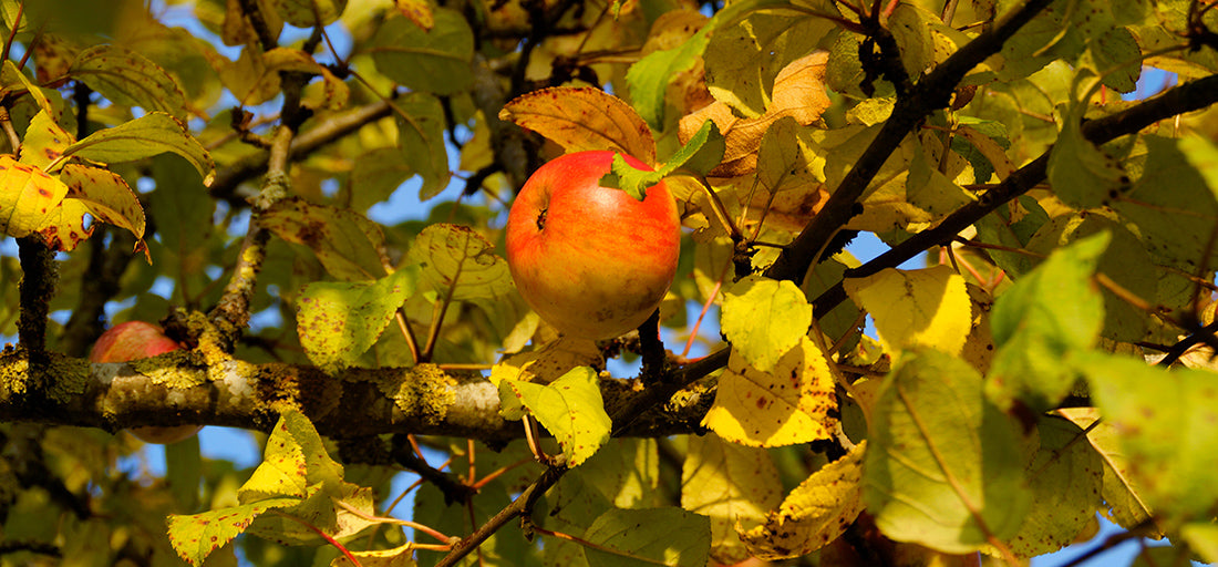 Apfelbaum im Herbst [Herbst]