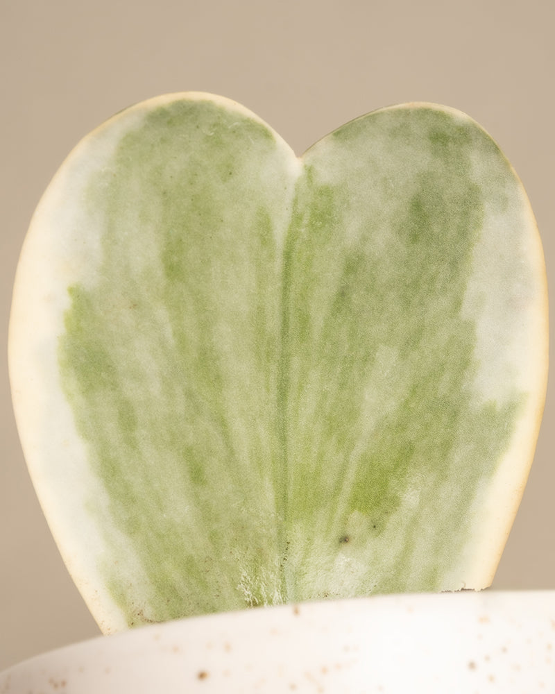 Eine Nahaufnahme des Herzblatt-Trios panaschiert zeigt ein herzförmiges Hoya kerrii variegata-Blatt mit grünen und weißen Mustern, das aus einem kleinen weißen Topf mit dunklen Flecken vor einem neutralen Hintergrund herausragt.