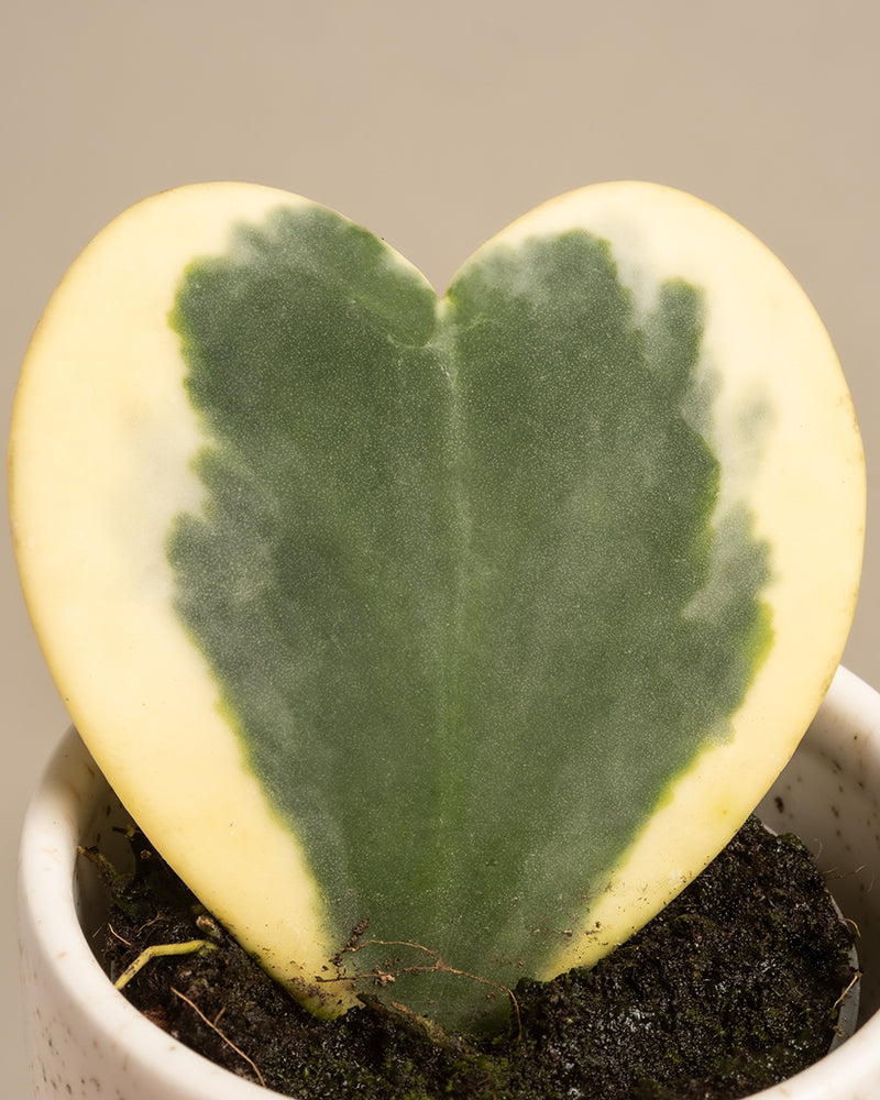 Das Herzblatt-Trio panaschiert besteht aus einer herzförmigen Hoya kerrii variegata mit grüner Mitte und cremegelben Rändern, in reichhaltiger dunkler Erde in einem weißen Topf vor beigem Hintergrund.