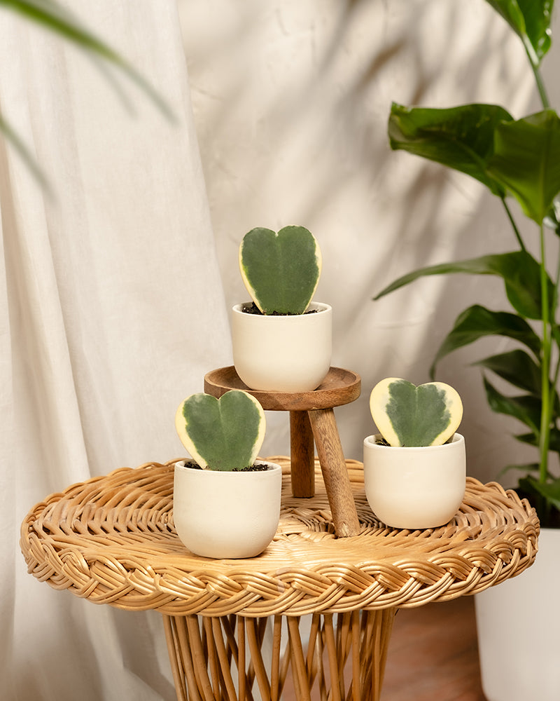 Das Herzblatt-Trio panaschiert, bestehend aus drei kleinen herzförmigen Baby-Sukkulenten, darunter eine Hoya kerrii variegata, stehen in weißen Töpfen auf einem geflochtenen Tisch. Zwei sitzen auf einem Holzständer. Im unscharfen Hintergrund ist eine üppige grüne Pflanze zu erkennen, die zum gemütlichen, natürlichen Ambiente beiträgt.