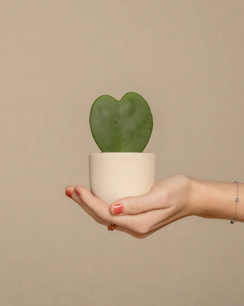 Herzblatt im Keramiktopf von einer Hand gehalten