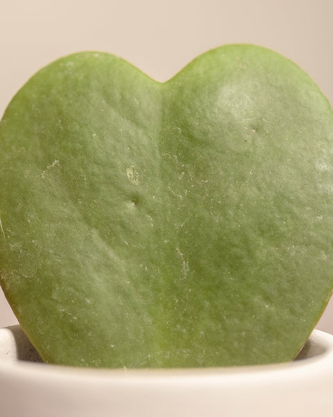 Eine bezaubernde Nahaufnahme der Hoya kerrii, auch bekannt als Herzblattpflanze, aus dem Homeoffice Pflanzen-Set verleiht einen Hauch von Eleganz. Eingebettet in einen kleinen weißen Topf, heben sich ihre grünen, herzförmigen Blätter vor einem sanften, neutralen Hintergrund ab.