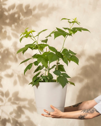 Eine tätowierte Person hält einen weißen Topf mit einer hohen, grünen Himbeere Trio (Rubus idaeus) vor einem beigen Hintergrund mit weichen Blattschatten.