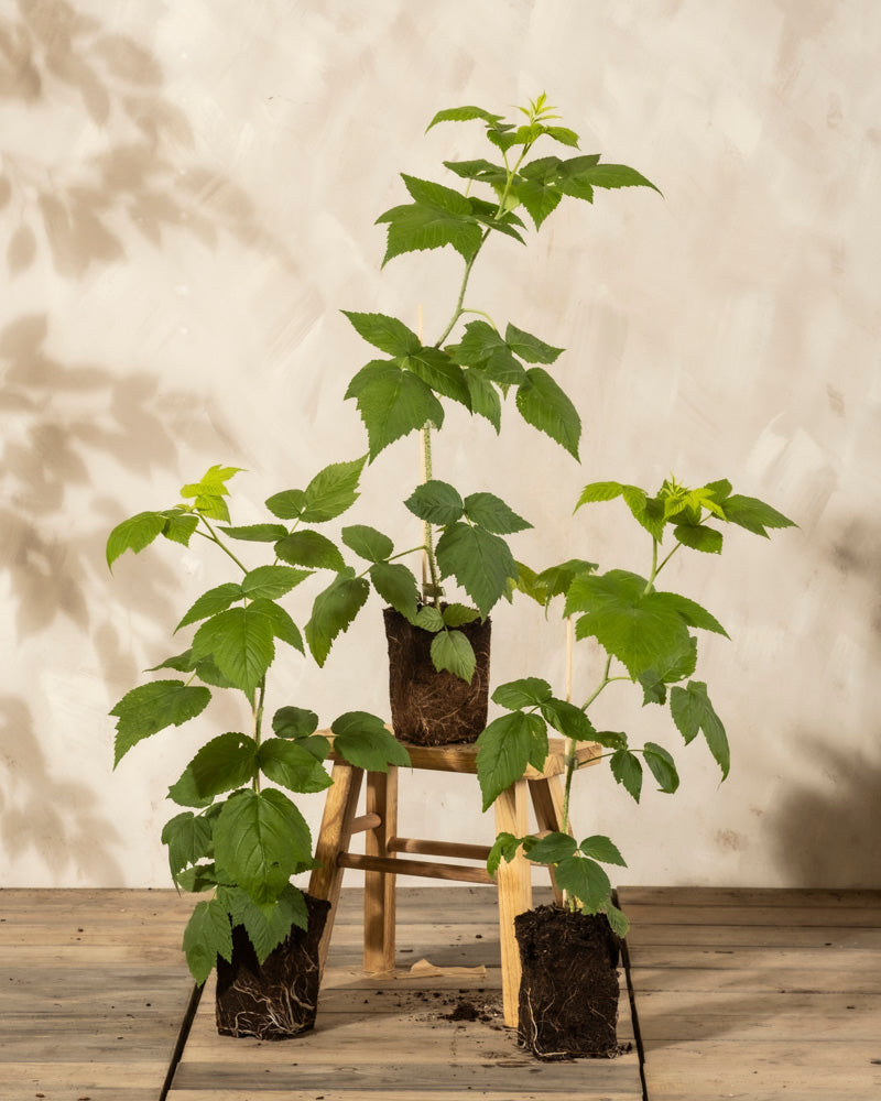Drei junge Himbeere Trio Rubus idaeus-Pflanzen sitzen in Erdblöcken auf und um einen Holzschemel vor einer hellen Wand und zeigen gesunde Blätter und freiliegende Wurzeln mit weichen Schatten.