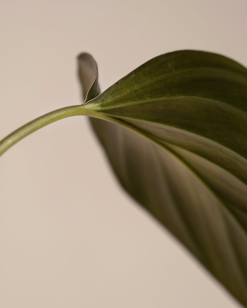 Nahaufnahme eines einzelnen grünen Blattes mit markanten Adern und einer leicht gebogenen Form, charakteristisch für Homalomena rubescens „Black“. Der Hintergrund hat eine weiche, beige Farbe, die die Struktur und die Details des Blattes hervorhebt.