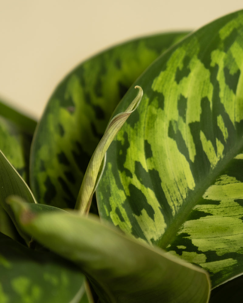 Nahaufnahme einer Sansevieria (Bogenhanfpflanze), deren grüne Blätter ein deutliches dunkelgrünes Fleckenmuster aufweisen, fast wie eine natürliche Tarnung. Ein Blatt ist teilweise entfaltet, was das dynamische und strukturierte Aussehen der Pflanze verstärkt. Der neutrale Hintergrund hält den Fokus auf die Homalomena-Tarnung.