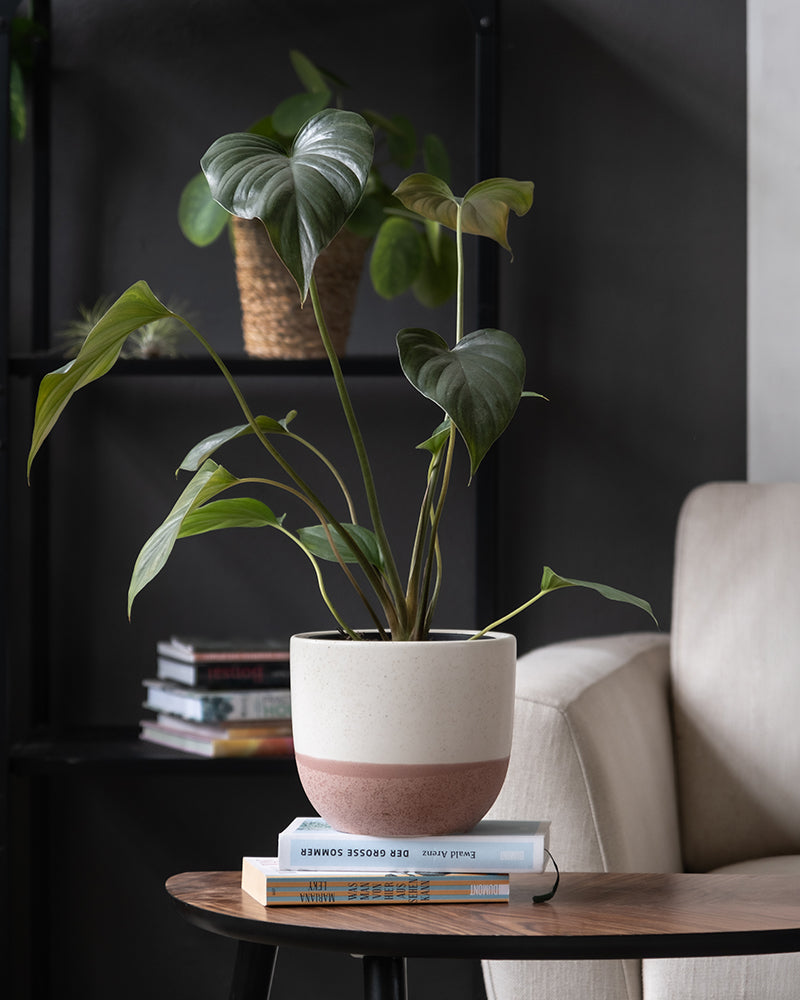 Eine Homalomena rubescens 'Black' mit großen, dunkelgrünen, herzförmigen Blättern steht auf einem kleinen Bücherstapel auf einem hölzernen Beistelltisch. Die Pflanze steht neben einer beigen Couch, im Hintergrund steht ein schwarzes Regal mit weiteren Büchern und einem Weidenkorb. Das Gesamtbild ist modern und gemütlich.