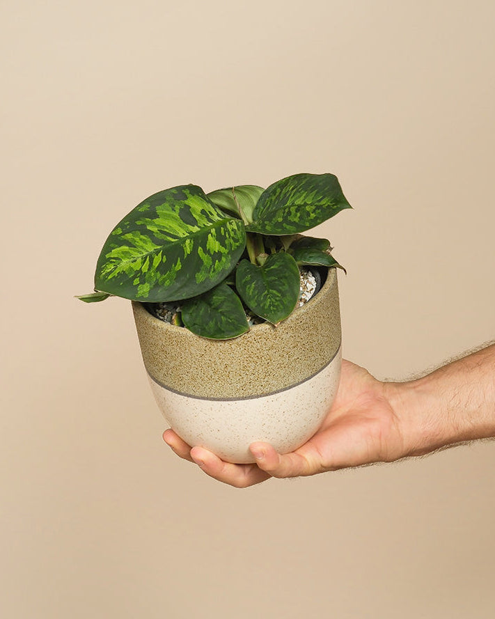 Eine Hand hält eine kleine getopfte Homalomena 'Camouflage - feey' mit breiten, dunkelgrün gemusterten Blättern in einem zweifarbigen Keramiktopf vor einem einfarbig beigen Hintergrund.