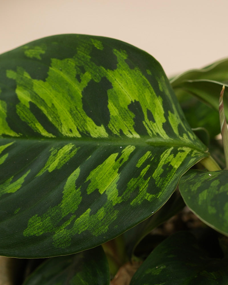 Nahaufnahme eines großen, glänzend grünen Homalomena 'Camouflage - fey leaf' mit unregelmäßigen hellgrünen Flecken und auffälligen Mustern. Der sanft verschwommene Hintergrund hebt die einzigartige Blattzeichnung hervor.