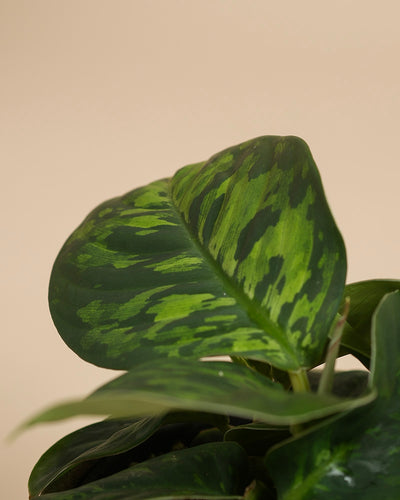 Eine Nahaufnahme eines Blattes der Homalomena 'Camouflage - feey' mit einem auffälligen hell- und dunkelgrünen Muster vor einem einfarbig beigen Hintergrund.