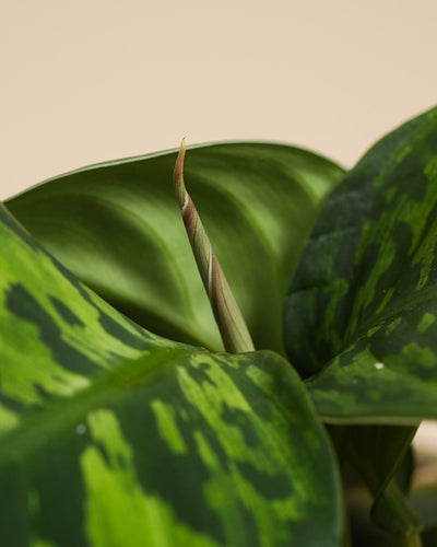Nahaufnahme von Homalomena 'Camouflage - feey' mit einem neuen Blatt, das sich entfaltet. Große, auffallend gemusterte hell- und dunkelgrüne Blätter heben sich von einem einfarbig beigen Hintergrund ab.