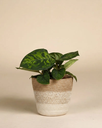 Eine Homalomena 'Camouflage - feey', die für ihr auffälliges Blattmuster bekannt ist, sitzt in einem geflochtenen hellbraunen und weißen Topf vor einem schlichten beigen Hintergrund.