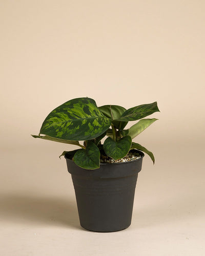 Eine Homalomena 'Camouflage - feey' mit auffallend hell- und dunkelgrün panaschierten Blättern in einem schwarzen Topf vor einem beigen Hintergrund.