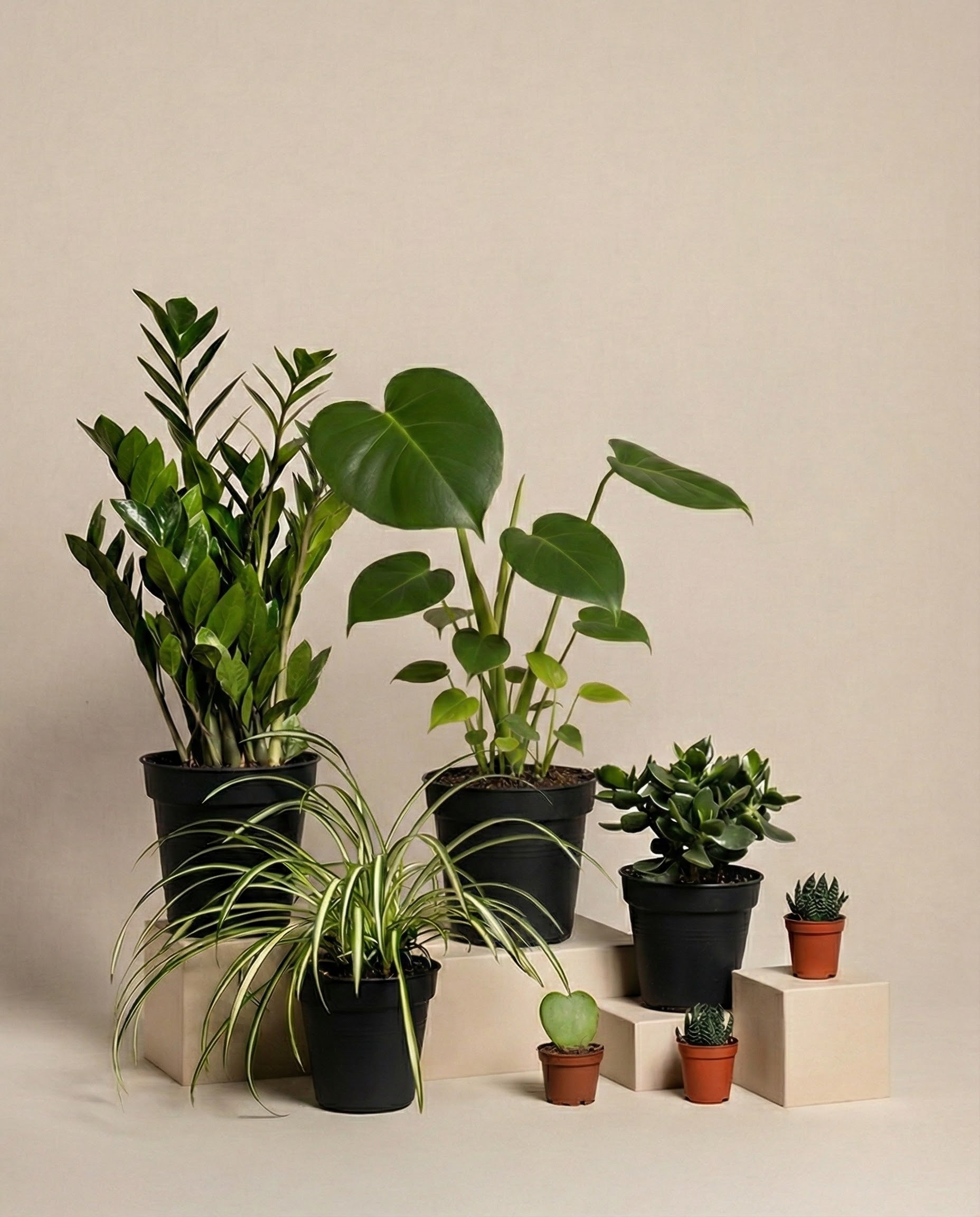 Homeoffice Pflanzen-Set