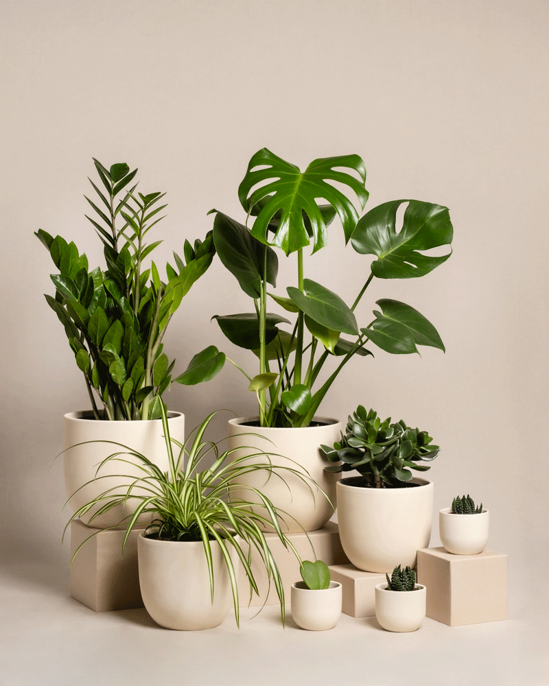 Das Homeoffice Pflanzen-Set umfasst verschiedene Topfpflanzen wie Monstera, Sukkulenten und eine Grünlilie. Auf beigen Blöcken vor einem neutralen Hintergrund arrangiert, bieten sie lebendige Blattformen und -größen für die Homeoffice-Dekoration.