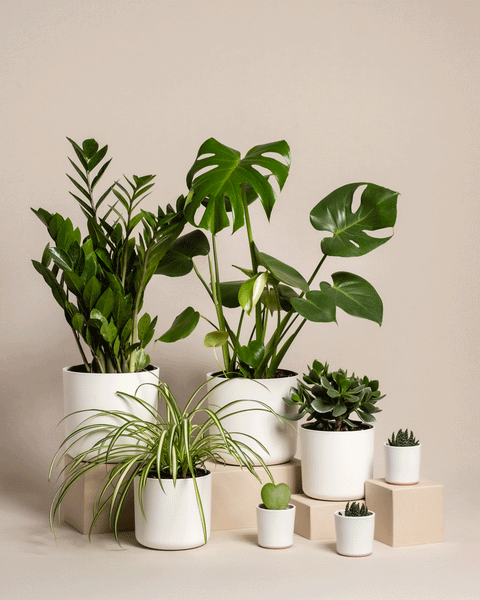 Das Homeoffice Pflanzen-Set zeigt eine bezaubernde Monstera und eine Glücksfeder auf beigen Podesten vor hellbraunem Hintergrund. Das Arrangement aus großen Blattpflanzen und Sukkulenten in weißen Töpfen verleiht Ihrem Homeoffice minimalistische Eleganz.