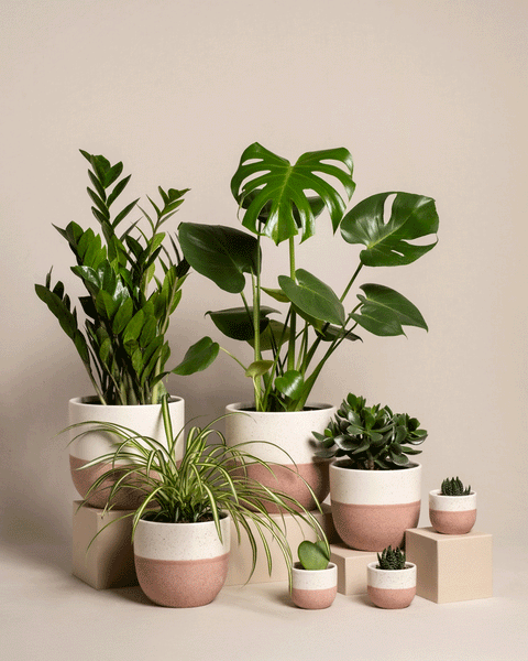 Das Homeoffice Pflanzen-Set umfasst Monsteras, Sukkulenten und Grünlilien in rosa und weißen Töpfen verschiedener Größen. Auf beigen Blöcken vor einem neutralen Hintergrund arrangiert, sorgen sie für Ruhe in jedem Arbeitsbereich.
