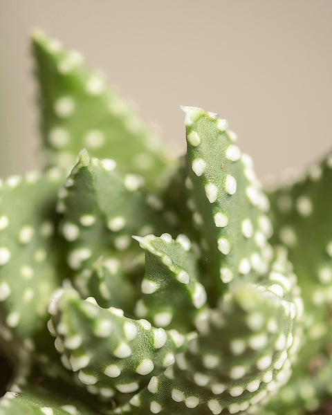 Die Nahaufnahme einer grünen Sukkulente zeigt unebene weiße Flecken, die an kleine Dornen oder strukturierte Muster erinnern. Ideal für Fans des Homeoffice-Pflanzen-Sets, bilden die filigranen Details einen schönen Kontrast zum unscharfen, neutralen Hintergrund.