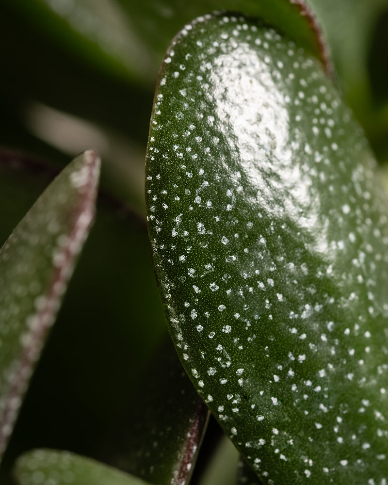 Eine Nahaufnahme eines glänzenden, länglichen grünen Sukkulentenblattes mit weißen Sprenkeln und scharfer Spitze, das an eine Monstera erinnert. Verschwommene Blätter umgeben es und machen es zu einer idealen Ergänzung für jedes Homeoffice. Teil des Homeoffice Pflanzen-Sets.