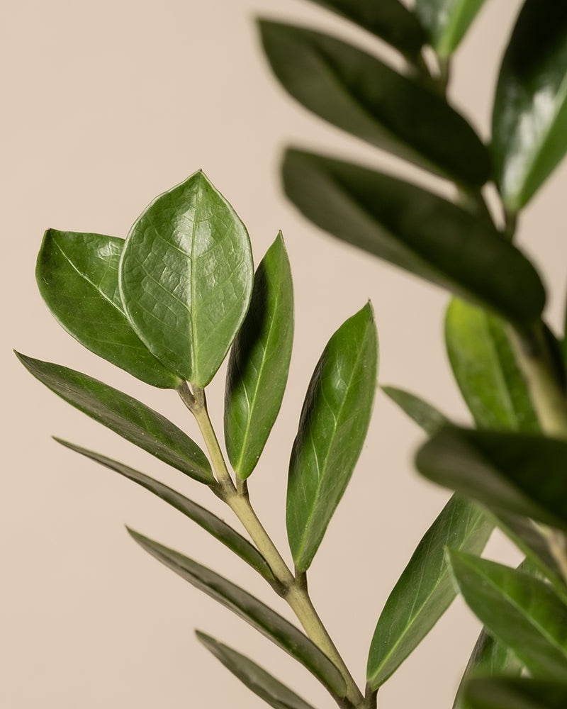 Eine Nahaufnahme des Homeoffice Pflanzen-Sets zeigt eine üppige Monstera-Pflanze mit glänzenden, länglichen Blättern auf dünnen Stielen vor einem beigen Hintergrund. Die glatten Blätter sind abwechselnd angeordnet und eignen sich perfekt, um Natur in Ihr Homeoffice zu bringen.