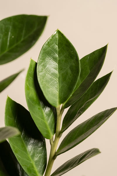 Eine Nahaufnahme eines Zweigs der Zamioculcas (Zamia sans sans) aus dem Homeoffice-Pflanzen-Set mit glänzenden, ovalen grünen Blättern vor einem neutralen hellbeigen Hintergrund erhellt jede Home-Office-Umgebung, indem er seine lebendige Farbe und Textur betont.