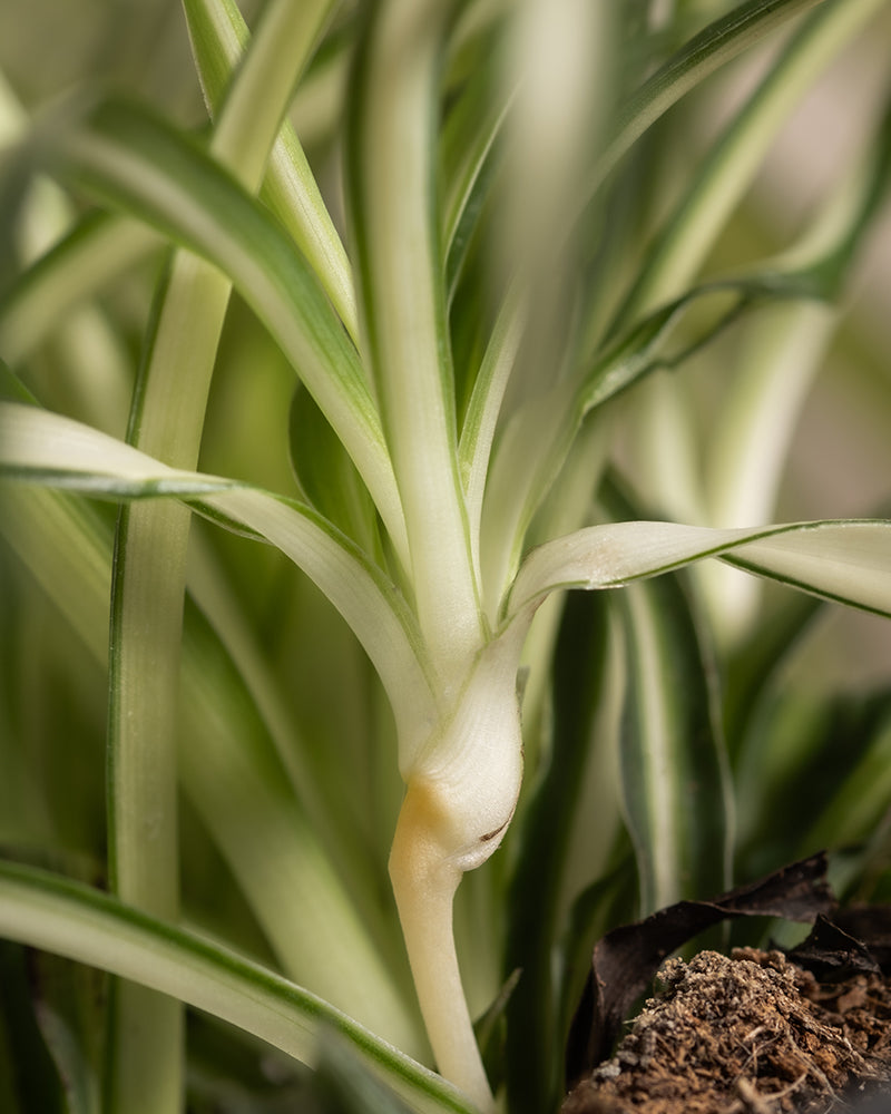 Eine Nahaufnahme einer Grünlilie aus dem Homeoffice Pflanzen-Set zeigt ihre langen, schlanken grünen Blätter mit weißen Streifen. Ihr üppiger Boden und ihre üppige Blüte lassen auf Wachstum schließen und machen sie zu einer perfekten Ergänzung für Ihre Homeoffice-Grünpflanzensammlung.