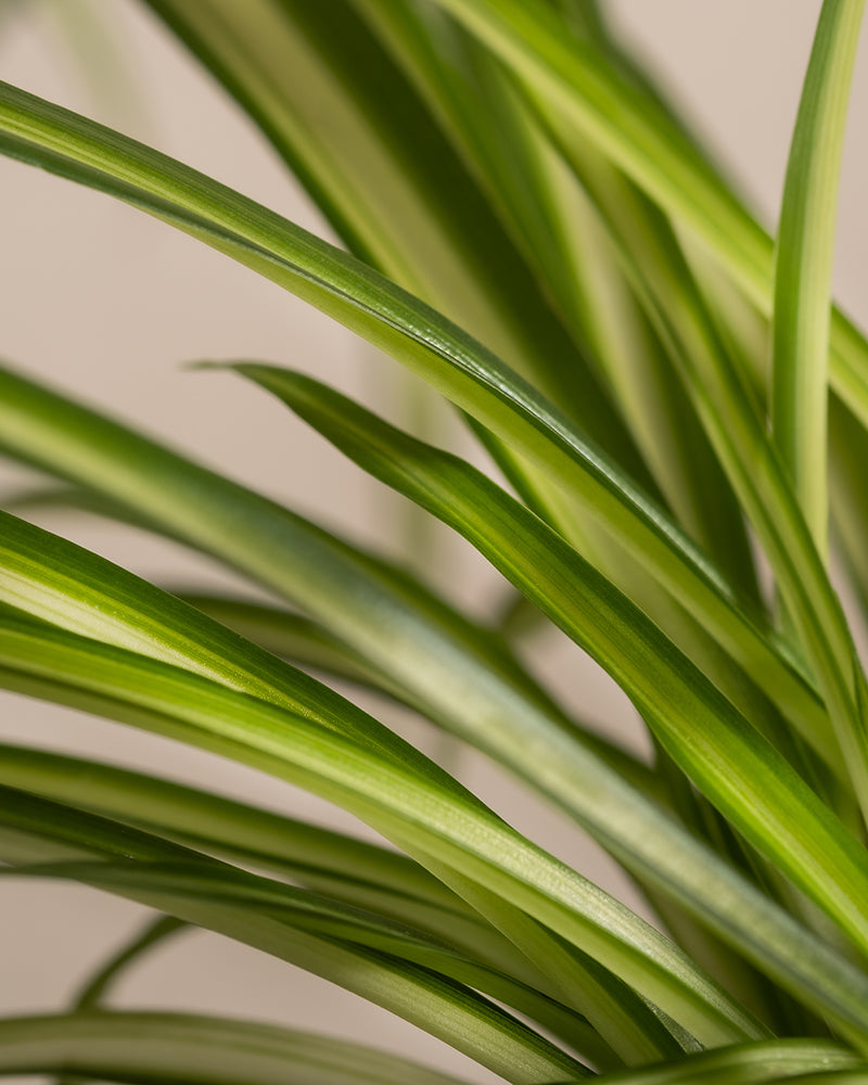 Das Homeoffice Pflanzen-Set besticht durch lange, schlanke grüne Blätter mit helleren Streifen vor neutralem Hintergrund. Die glatten Blätter, die an Grünlilien erinnern, verleihen jedem Arbeitsplatz für Pflanzenliebhaber sanfte Rundungen und einen Hauch von Natur.
