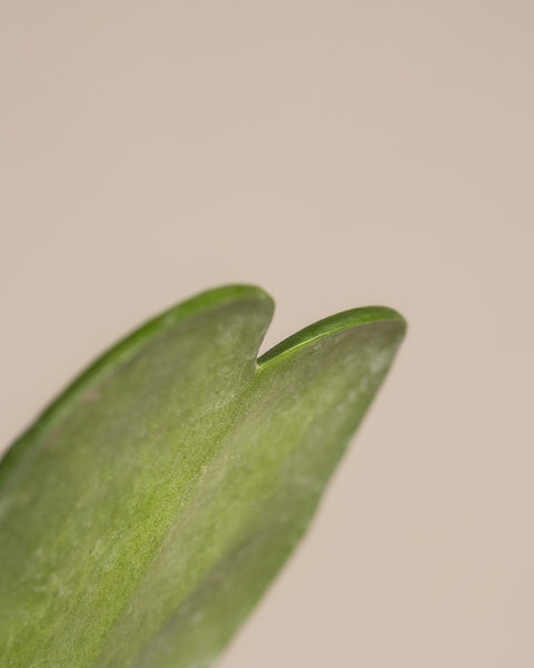 Nahaufnahme des glänzenden, leuchtend grünen Monstera-Blattes aus dem Homeoffice Pflanzen-Set vor beigem Hintergrund. Der leicht gebogene Rand fängt das Licht wunderschön ein und verleiht jedem Homeoffice-Raum Leben.