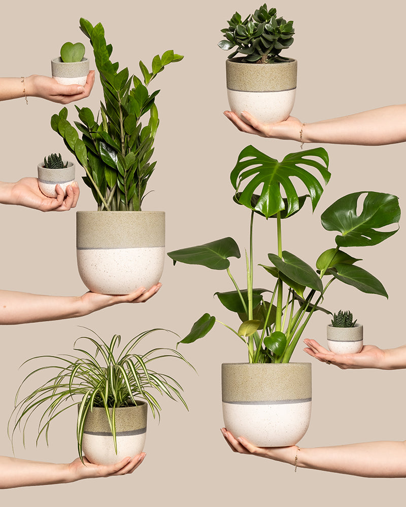 Hands präsentiert das „Homeoffice-Pflanzen-Set“, bestehend aus einem großen Blattgrün, einer Grünlilie, Sukkulenten und einer leuchtenden Monstera in cremefarbenen Töpfen mit hellbraunem Band – ideal, um jedes Homeoffice zu beleben.