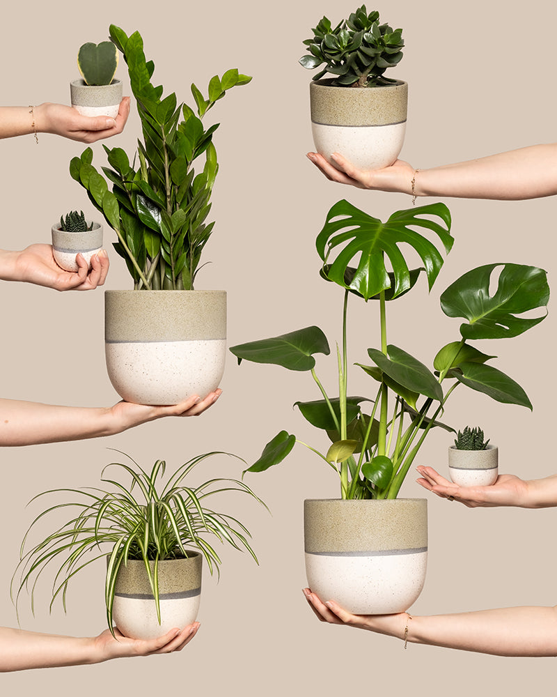 Hände halten sanft eine Vielzahl von Topfpflanzen, darunter Kakteen, Zamioculcas, Sukkulenten, Monstera und Grünlilien vor einem beigen Hintergrund. Die stilvollen Töpfe sind beige mit einem grünen Band – perfekt, um Ihr Homeoffice mit dem Homeoffice Pflanzen-Set aufzuhellen.