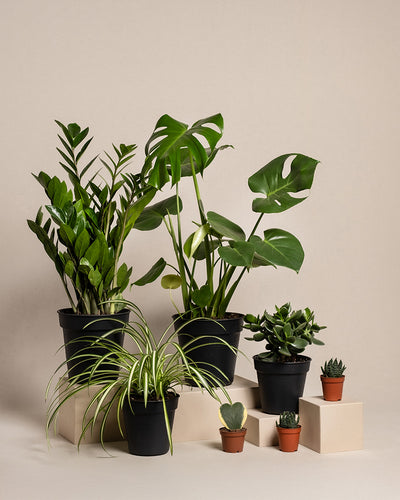 Das Homeoffice Pflanzen-Set zeigt eine Monstera, eine Zamioculcas, eine Grünlilie, Sukkulenten und kleine Kakteen auf beigen Blöcken vor einem neutralen Hintergrund mit Töpfen in Schwarz- und Terrakottatönen.