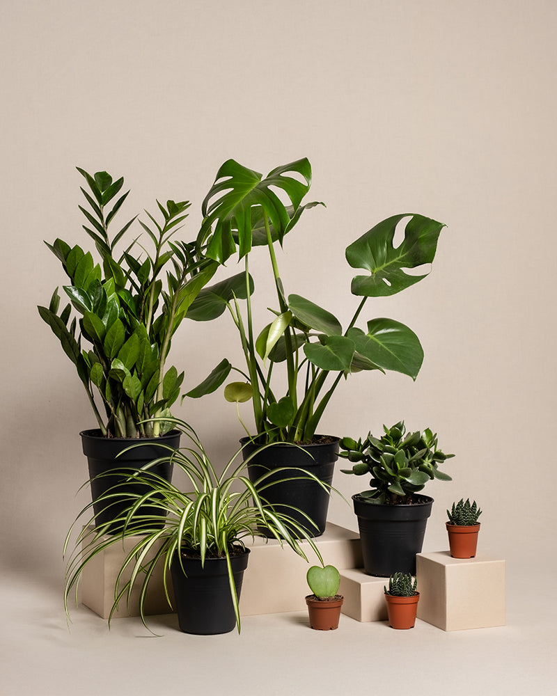 Das Homeoffice Pflanzen-Set umfasst verschiedene Topfpflanzen, darunter Monstera und Glücksfeder, präsentiert auf beigefarbenen geometrischen Ständern. Die schwarzen und Terrakotta-Töpfe auf beigem Hintergrund verleihen Ihrem Homeoffice eine besondere Atmosphäre.