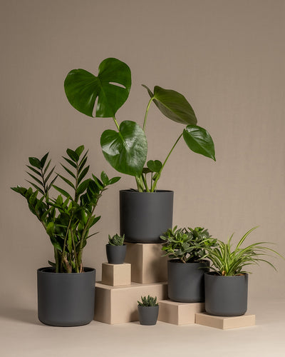 Homeoffice Pflanzen-Set