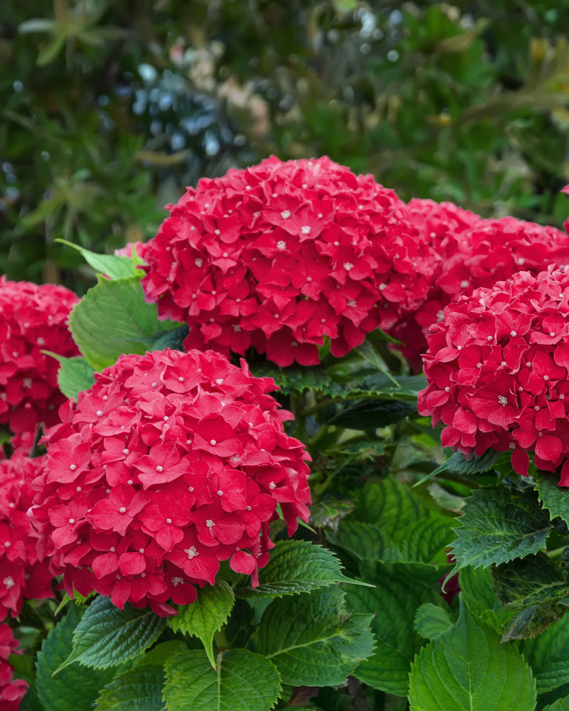 Eine Gruppe leuchtend roter Hortensienblüten in voller Blüte, umgeben von üppigem grünem Laub, vor einem unscharfen natürlichen Hintergrund. Die großen, runden Blütenköpfe und die satte Farbe bilden einen auffälligen Kontrast zum Grün.