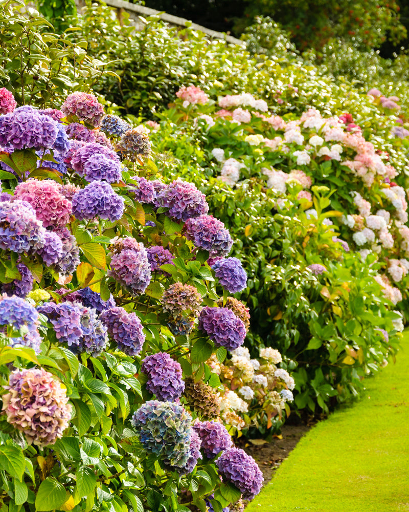 Ein üppiger Garten mit leuchtenden Rosa-Hortensien-Büschen, die in voller Blüte stehen. Diese Blumen bilden einen dichten, farbenfrohen Rand entlang eines sauber geschnittenen grünen Rasens, wobei das Sonnenlicht das Laub hervorhebt.