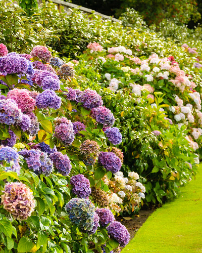 Ein üppiger Garten zeigt leuchtende Büschel von Rosa Hortensien in Lila-, Rosa- und Weißtönen. Die Blumen mit ihren großen, runden rosa Blüten säumen eine ordentlich geschnittene Hecke vor einem Hintergrund aus sattem grünem Laub und schaffen eine malerische und farbenfrohe Szene.
