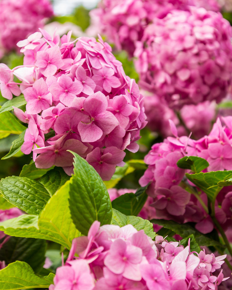 Nahaufnahme der leuchtend rosa Hydrangea macrophylla, auch als Rosa Hortensie bekannt, in voller Blüte. Die rosa Blüten stehen eng beieinander, zwischen den Blüten sind üppige grüne Blätter verstreut, was ein üppiges und farbenfrohes Bild ergibt.