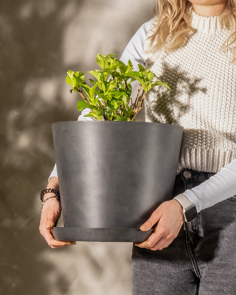 Person mit weißem Pullover und grauer Hose, die einen großen schwarzen Blumentopf mit einer grünblättrigen Rosa Hortensie darin hält. Der Hintergrund ist eine strukturierte, neutral getönte Wand. Die Person trägt ein schwarzes Armband und eine Armbanduhr.