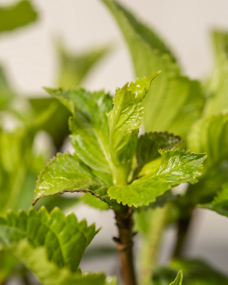 Nahaufnahme junger grüner Blätter mit gezackten Rändern an einem Stiel, aufgenommen bei natürlichem Licht vor einem weichen, neutralen Hintergrund. Unter dem frischen, lebendigen Laub deuten knospende Rosa Hortensien auf das neue Wachstum der Pflanze hin.