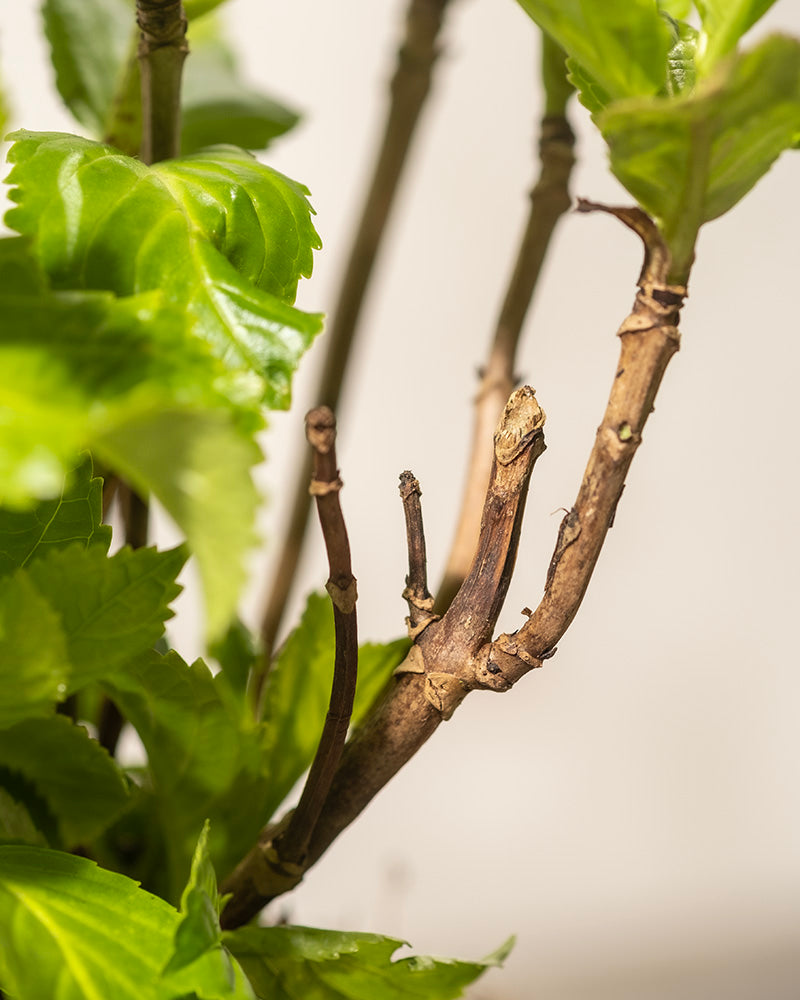 Eine Nahaufnahme einer Roten Hortensie zeigt ihre grünen Blätter und ihren verzweigten Stamm. Der Stamm weist Abschnitte mit einer Mischung aus Braun und Grün auf, was auf reifere Teile und neuere Wachstumsteile hinweist. Der Hintergrund ist leicht verschwommen, wodurch die Details der Pflanze hervorgehoben werden.