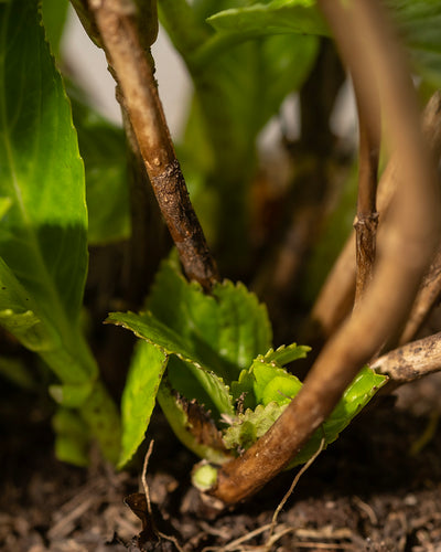 Nahaufnahme einer jungen grünen Hydrangea macrophylla-Pflanze mit kleinen Blättern, die an der Basis mehrerer brauner Stiele aus dem Boden sprießen. Der Hintergrund zeigt verschwommenes grünes Laub, was auf eine gesunde Wachstumsumgebung hinweist. Der Fokus liegt vor allem auf den kleinen neuen Blättern, die bald Rosa Hortensie unterstützen werden.