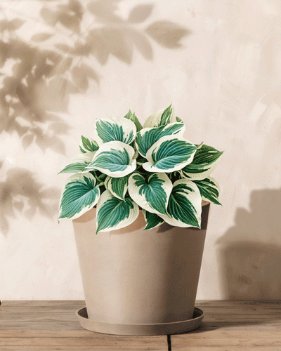 Eine Hosta (blau-beige) mit grün-weiß panaschierten Blättern steht auf einer Holzfläche vor einer beigen Wand, ihr Laub wirft sanfte Schatten in die Nähe.